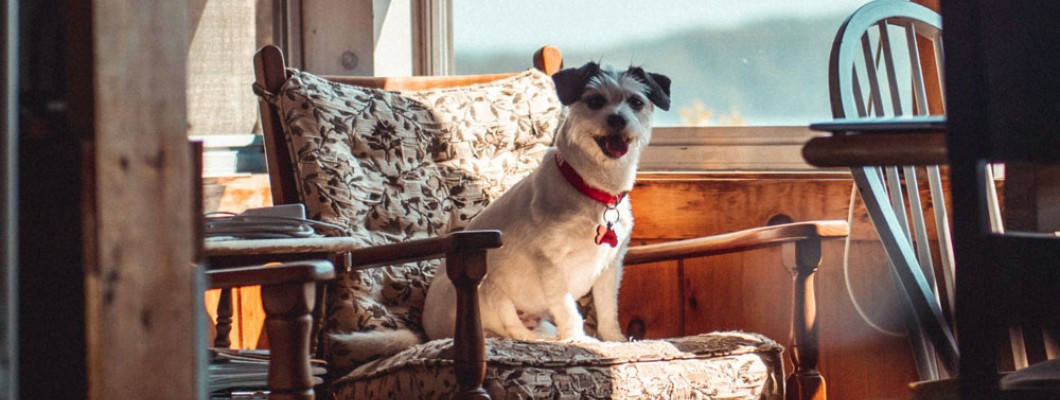 Calm Pet-Friendly Spaces