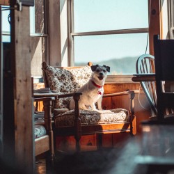 Calm Pet-Friendly Spaces