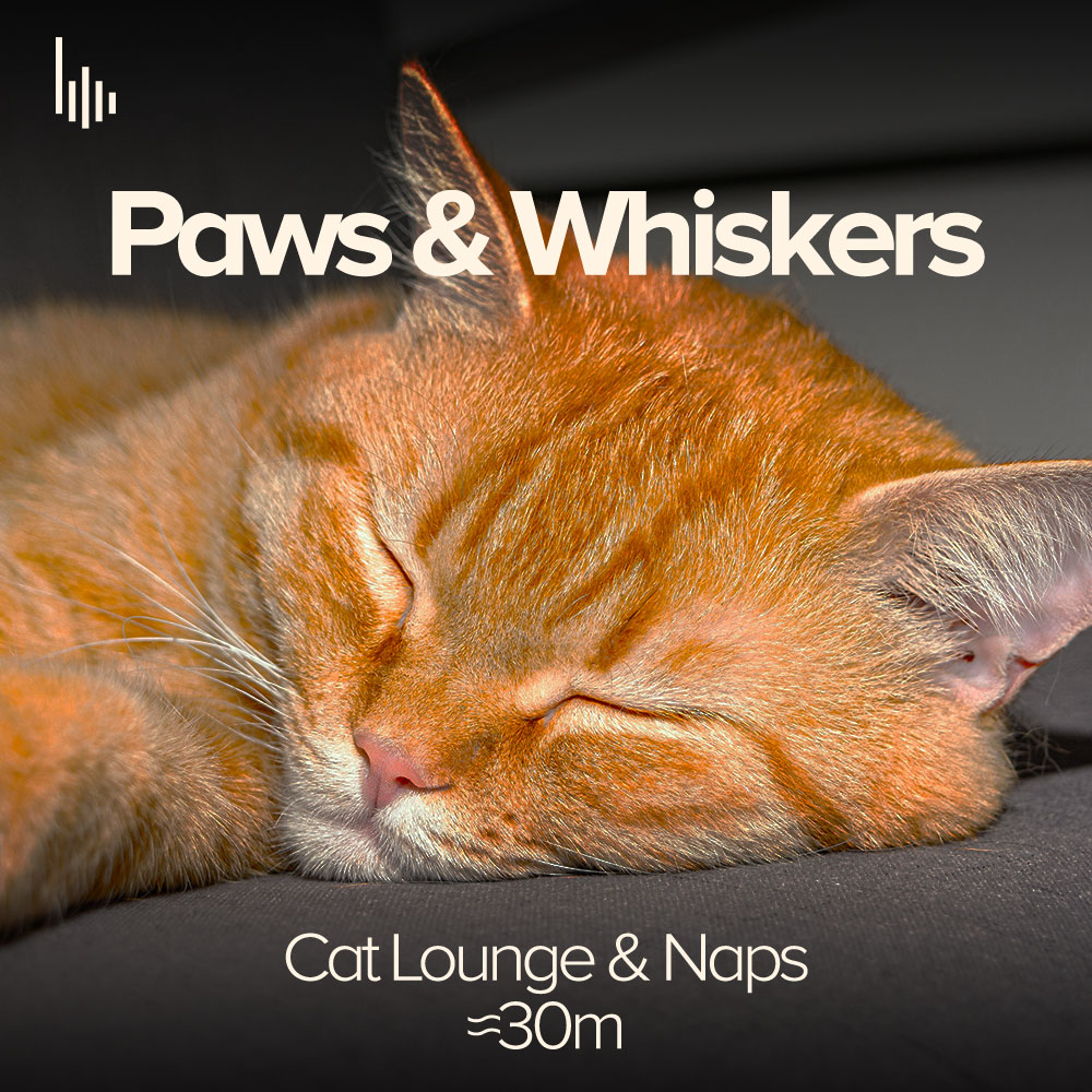 Paws & Whiskers • II. Cat Lounge & Naps