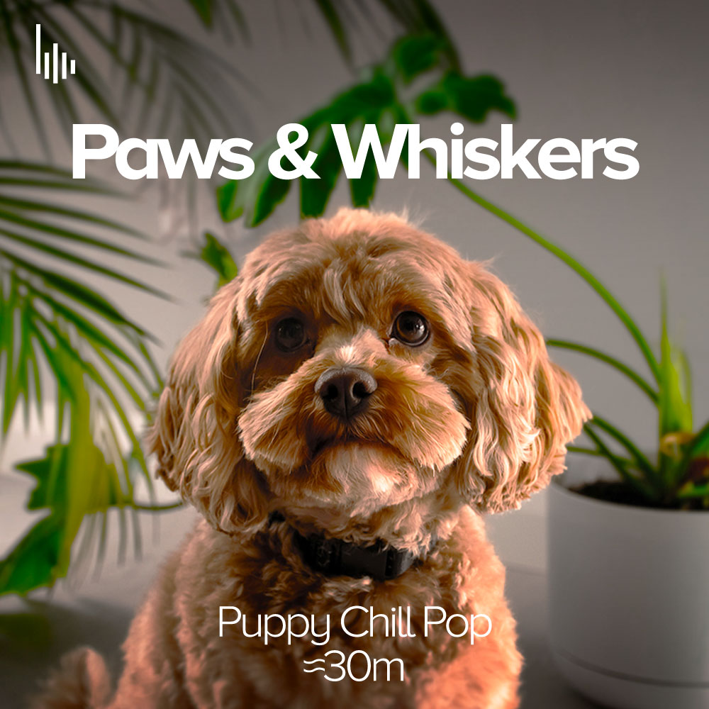 Paws & Whiskers • I. Puppy Chill Pop