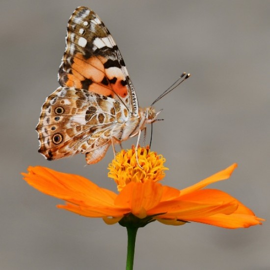 Beautiful Things