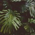 Forest Laws
